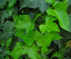 Hedera Helix