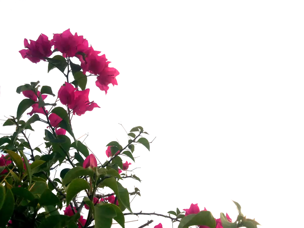 Bougainvillea