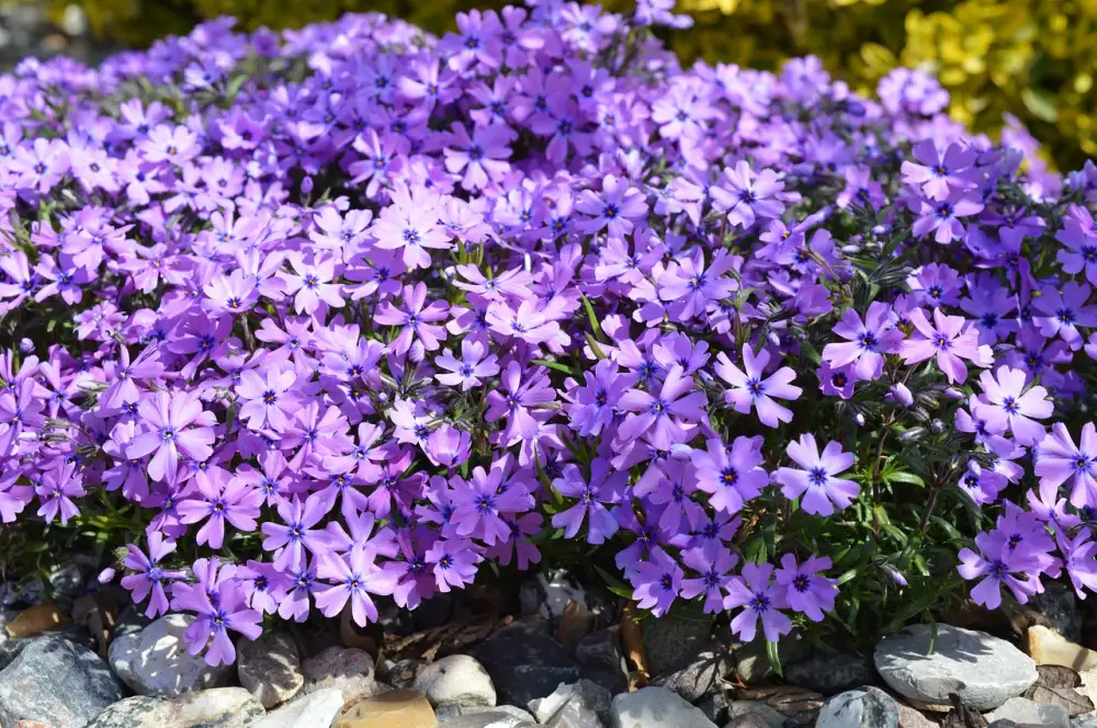 Phlox