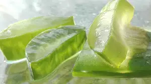 Aloe Vera Pěstování