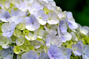 Hydrangea