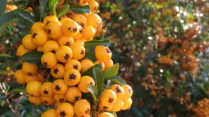 Hlohyně Šarlatová